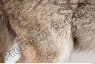 Wolf fur photo reference 0003